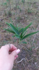 Solanum glaucophyllum