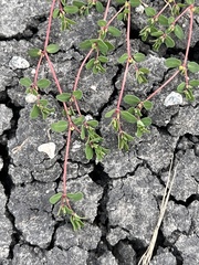 Euphorbia serpens