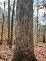 Liriodendron tulipifera