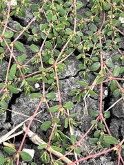Euphorbia serpens