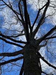 Liriodendron tulipifera