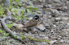 Emberiza tristrami