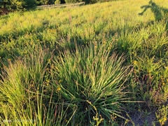Andropogon appendiculatus