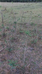 Solanum glaucophyllum