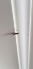 Aedes vexans