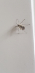Aedes vexans