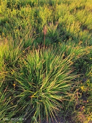 Andropogon appendiculatus