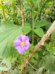 Lycianthes lycioides