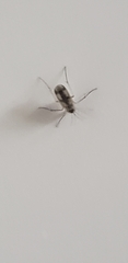 Aedes vexans