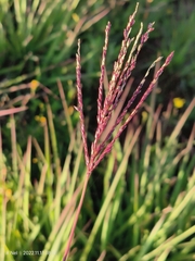 Andropogon appendiculatus