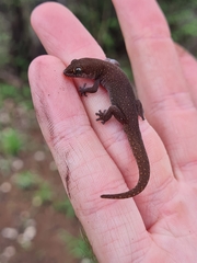 Pachydactylus punctatus
