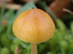 Galerina