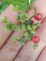 Varronia curassavica