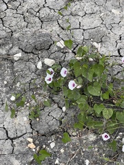 Ipomoea amnicola