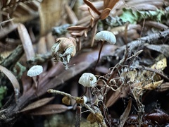 Collybiopsis quercophila