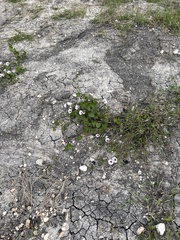 Ipomoea amnicola