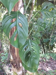 Monstera adansonii