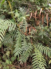 Schinus molle