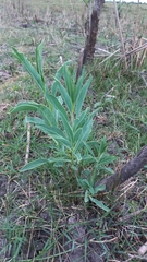 Solanum glaucophyllum