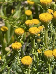 Chrysocoma coma-aurea