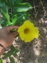 Allamanda