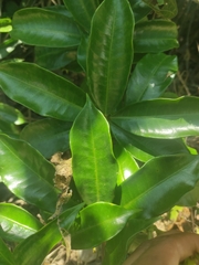 Allamanda