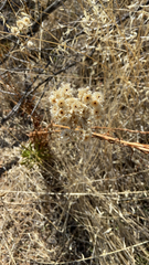 Pseudognaphalium californicum