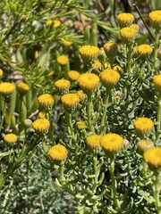 Chrysocoma coma-aurea