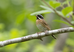 Emberiza tristrami