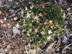 Sabulina nuttallii