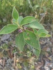 Melastomeae