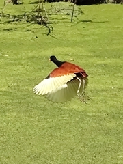 Jacana jacana