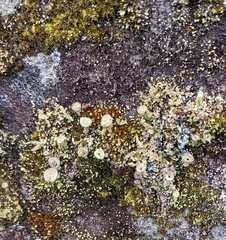 Cladonia pyxidata