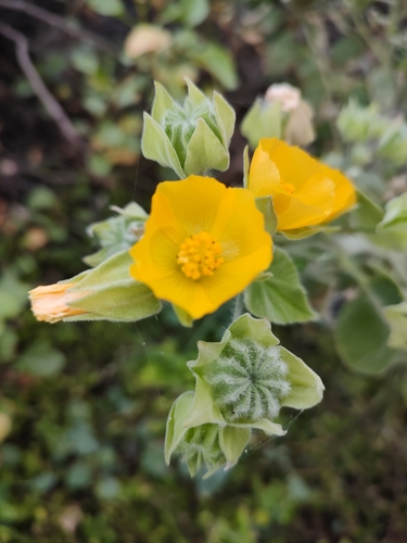 Abutilon grandifolium