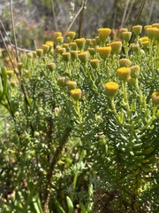 Chrysocoma coma-aurea