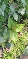 Heliocarpus americanus