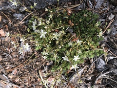 Sabulina nuttallii