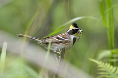 Emberiza elegans