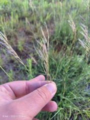 Stipagrostis hirtigluma