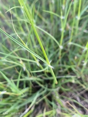 Stipagrostis hirtigluma