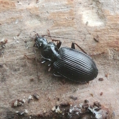 Limodromus assimilis