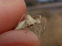 Centrocoris spiniger