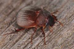 Maladera holosericea