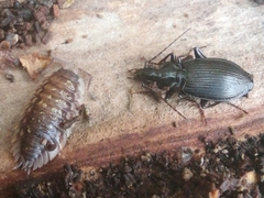 Limodromus assimilis