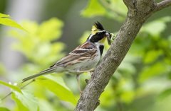 Emberiza elegans