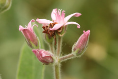 Oxypetalum solanoides