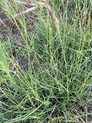 Stipagrostis hirtigluma