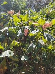 Heliocarpus americanus