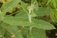 Oxypetalum solanoides