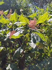 Heliocarpus americanus